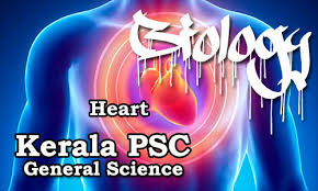Kerala Psc Biology Human Body Heart Kerala Psc Gk Current Affairs Model Questions Find over 100+ of the best free human heart images. kerala psc biology human body