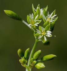 Image result for Drymaria cordata