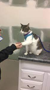 Wisdom pet clinic belongs to the section that consists of veterinary clinics. Summerville Pet Clinic 1810 Old Trolley Rd Suite A Summerville Sc 2021