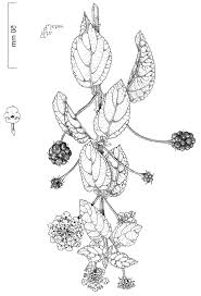 Image result for Lantana ukambensis