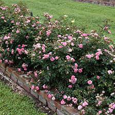 Clusters of clear pink double flowers sit atop dark green glossy foliage. Sweet Drift Rose Rosa Meiswetdom In Houston Texas Tx At Buchanan S Native Plants