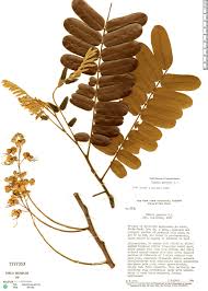 Image result for Cassia grandis