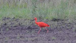 Tot in de zeventiende eeuw kwam deze ibis voor in frankrijk, duitsland, zwitserland, oostenrijk en spanje. Tjgdjm6s2hgcym