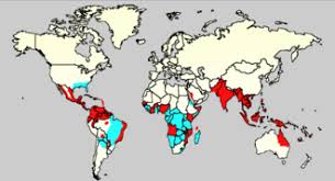 Dengue (with / without warning signs) and severe dengue. Dengue Fever Wikipedia