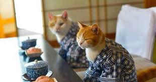 japanese cats 可愛い猫 猫 ネコ