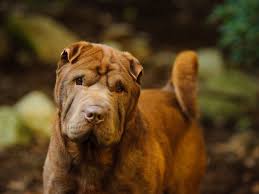 Check spelling or type a new query. 12 Unique Dog Breeds That Come From China
