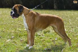 Boxer Dog Breed Facts Highlights Buying Advice Pets4homes