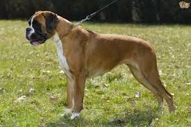 boxer dog breed facts highlights buying advice pets4homes