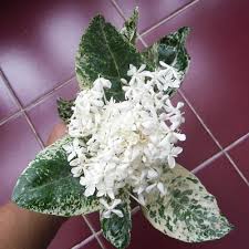 Image result for Ixora praetermissa