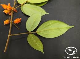 Image result for Agelaea