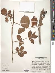 Image result for Coleotrype laurentii