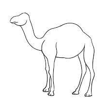 They are natives to the dry desert. How To Draw A Camel Really Easy Drawing Tutorial