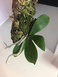 Image result for Aerangis kotschyana