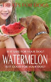 Dogs can eat watermelon, and it will not cause any allergies or stomach illness of any kind, but please be advised that she will still need her quality dog food in order to get her daily protein intake. Can Dogs Eat Watermelon We Investigate This Tasty Fruit And Find Out If It S Okay For Your Do Positive Dog Training Dog Behavior Training House Training Dogs