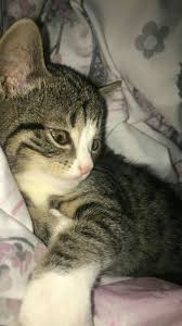 Pin Samiksha Hayvan Fotografciligi Kedi Fotografcilik