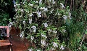 Image result for Tridactyle bicaudata