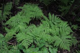 Image result for Diplazium humbertii