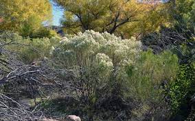 Asteraceae Baccharis Sarothroides Desert Broom Southwest Desert Shrubs Landscape