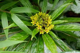Image result for Lysimachia tenuicaulis