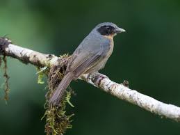 Image result for Sphedamnocarpus