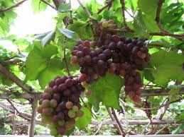8km ke kea farm 5km ke ladang teh bharat tea 2km ke hospital cameron. Kc Kwang Sons Grapes Tomato Farm Cameron Highlands Pahang Malaysia Farm Facebook