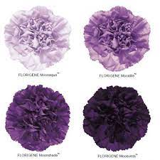 Moon Series Carnations Purple Wedding Flowers Carnation Flower Purple Carnations