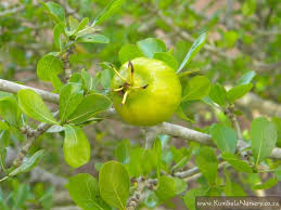 Image result for Gardenia cornuta