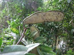 Image result for Brachystegia glaucescens