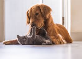 First impressions can make or break the future relationship. Dogs And Cats The Best Ways To Introduce Them Petmd