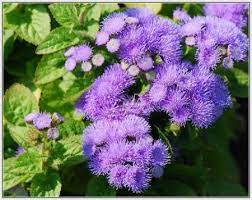 10 Plants Worth Growing Around House To Repel Mosquitoes Purple Flowering Plants Plants Mosquito Repelling Plants