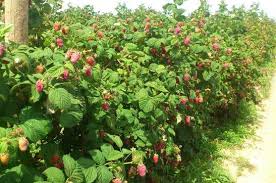 Gabriel achim are 30 de ani și se mândrește cu una dintre puținele pepiniere de zmeură și mure din țară. Cultura De Zmeura E Preferata Agricultorilor Un Fermier A Investit 50 De Euro Si A Scos Profit 15 000 De Euro