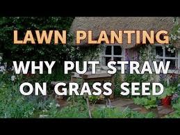 Check spelling or type a new query. Why Put Straw On Grass Seed Youtube