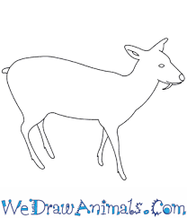 It's about to classy in here. How To Draw A Chinese Water Deer