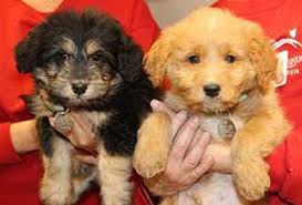 If you are looking for a great kitten or cat to adopt new b. More Than 40 Puppies And Dogs Rescued From Arkansas Will Be Arriving At North Shore Animal League America Longisland Com