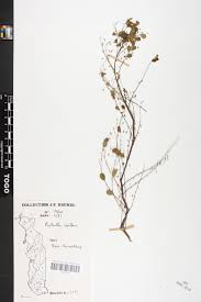 Image result for Phyllanthus nummulariifolius