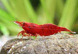 Carrying Red Cherry Shrimp - Red Fire Shrimp | Pregnant animals | Shrimp |  Invertebrates & Co. | Garnelio EN
