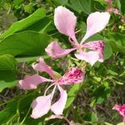 Image result for Bauhinia monandra