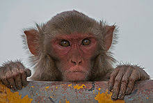 Rhesus Macaque Wikipedia