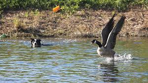 Fences should be at least 30 inches tall and fully enclosed. Pittsburgh S Geese Police Keep The Birds From Fowling Up Our Waterfront News Pittsburgh Pittsburgh City Paper