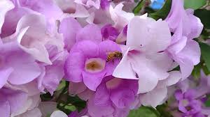 Image result for Mansoa