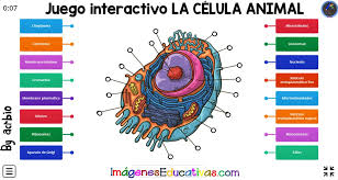 El ocio es un aspecto fundamental del crecimiento de toda persona, es por ello que aquí encontrarás 20 juegos para niños de preescolar para ayudar a los más pequeños a divertirse. Juego Interactivo La Celula Animal Imagenes Educativas