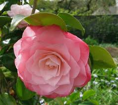 Nuccio S Pearl Shade Plants Camellia Flower Flowers