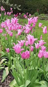 Tulipas Cor De Rosa Cor Jardimflorido Rosa In 2020 Naturfotografie Blumen Pflanzen Fotografie Blumen