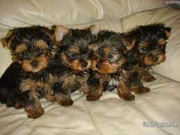 Fun, energetic and full of character. Teacup Yorkie Puppies For Adoption Pets For Sale In Miami Florida Usadscenter Com Mobile 56663