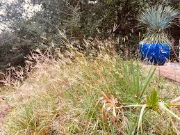 Image result for Eustachys