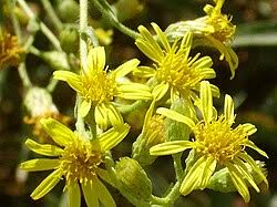 Image result for Doellia