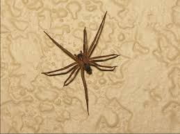 Black And Brown Wolf Spider Here Are 10 Common Pennsylvania Animals That Come Straight From Your Nightmares Brown Recluse Brown Recluse Spider Recluse Spider