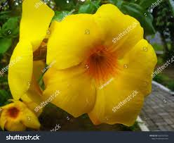 Image result for Hypericum revolutum