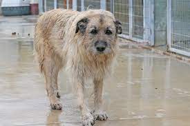 46 cm eddy kam am 20 oktober ins tierheim. Alte Hunde Vergessene Tierheimhunde