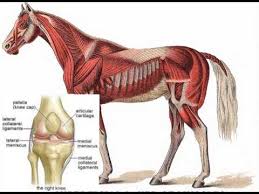 Aponeurosis Youtube From wikipedia, the free encyclopedia. aponeurosis youtube